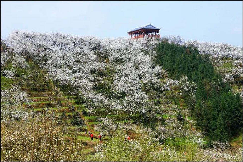 【春天，广西桂林灌阳县向您发出邀请！】我们在灌阳看梨花 - 游山玩水 - 海东生活社区 - 海东28生活网 haidong.28life.net
