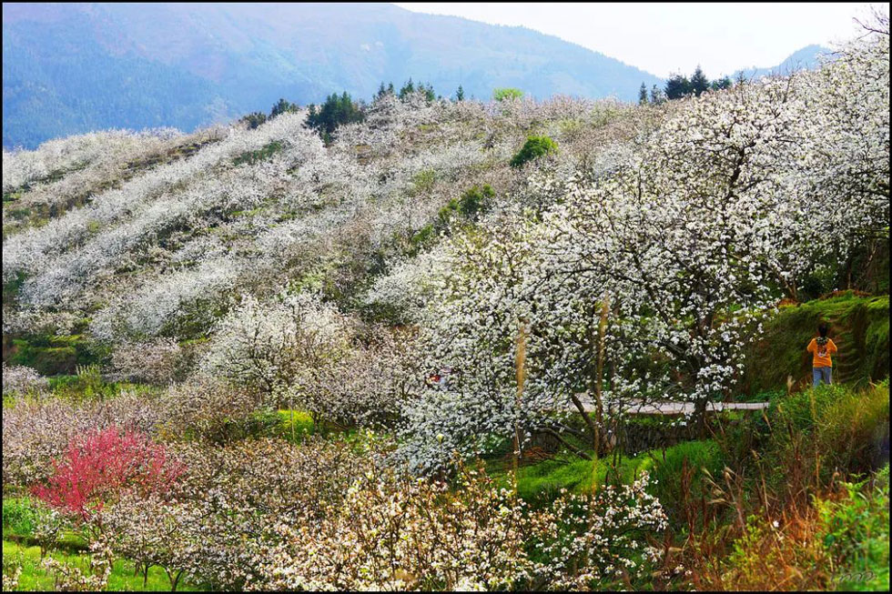 【春天，广西桂林灌阳县向您发出邀请！】我们在灌阳看梨花 - 游山玩水 - 海东生活社区 - 海东28生活网 haidong.28life.net