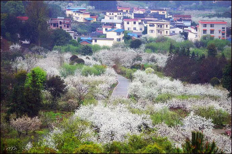 【春天，广西桂林灌阳县向您发出邀请！】我们在灌阳看梨花 - 游山玩水 - 海东生活社区 - 海东28生活网 haidong.28life.net