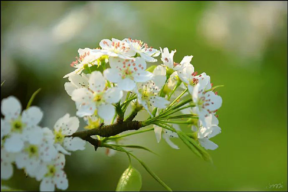 【春天，广西桂林灌阳县向您发出邀请！】我们在灌阳看梨花 - 游山玩水 - 海东生活社区 - 海东28生活网 haidong.28life.net