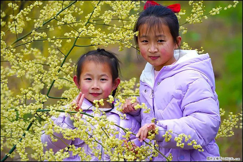【春天，广西桂林灌阳县向您发出邀请！】米珠山前有片山苍子花在飘香 - 游山玩水 - 海东生活社区 - 海东28生活网 haidong.28life.net