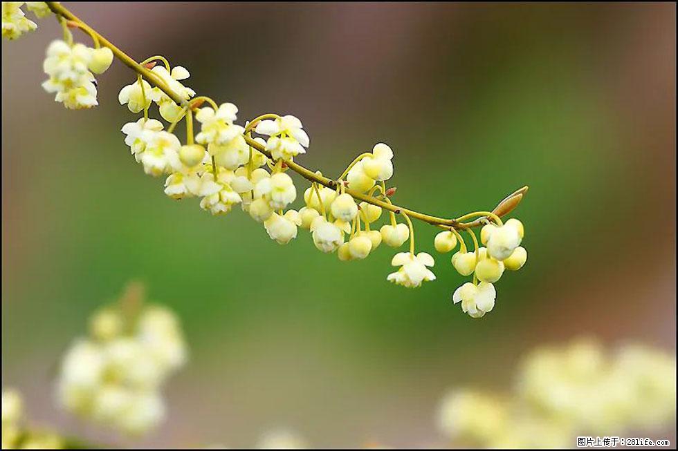 【春天，广西桂林灌阳县向您发出邀请！】米珠山前有片山苍子花在飘香 - 游山玩水 - 海东生活社区 - 海东28生活网 haidong.28life.net