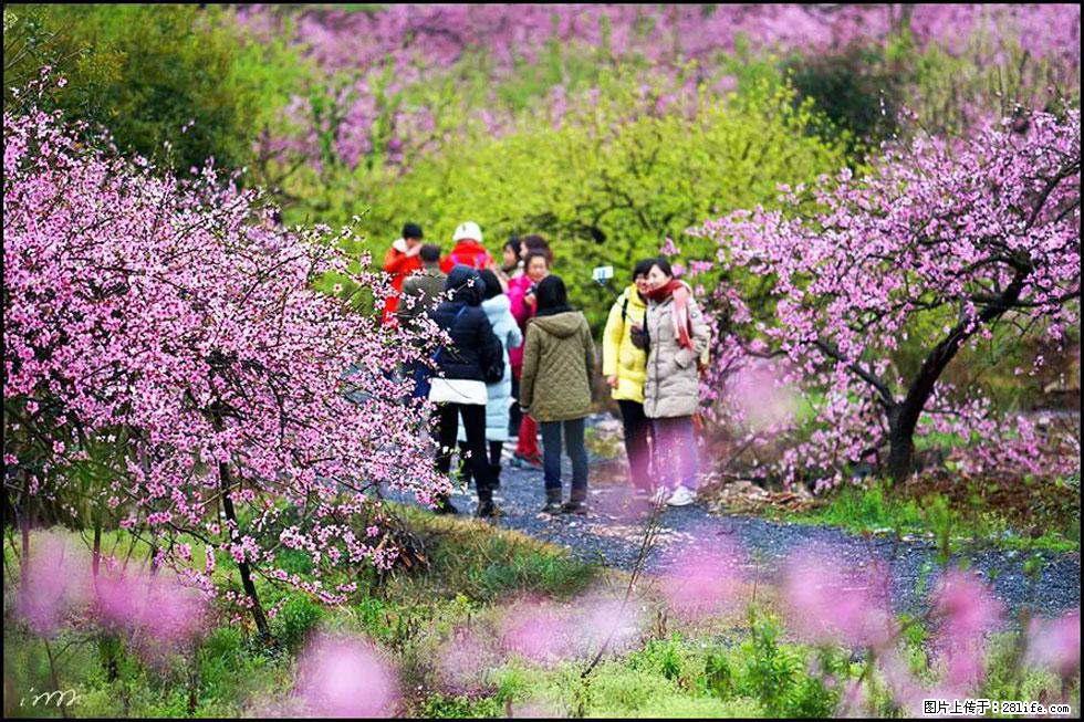 【春天，广西桂林灌阳县向您发出邀请！】官庄村有个醉美的桃花园 - 游山玩水 - 海东生活社区 - 海东28生活网 haidong.28life.net