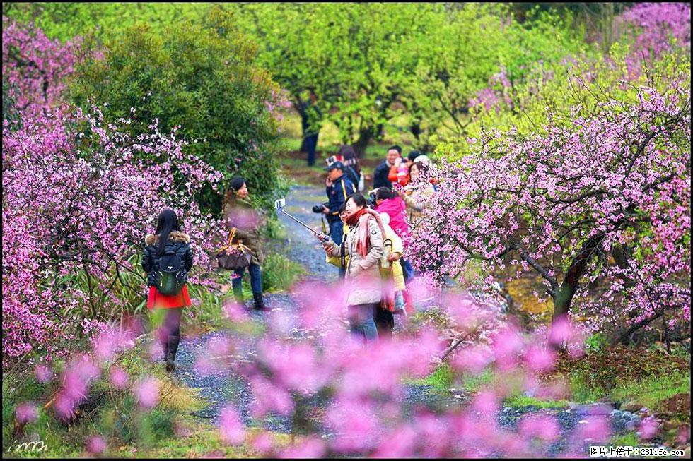 【春天，广西桂林灌阳县向您发出邀请！】官庄村有个醉美的桃花园 - 游山玩水 - 海东生活社区 - 海东28生活网 haidong.28life.net