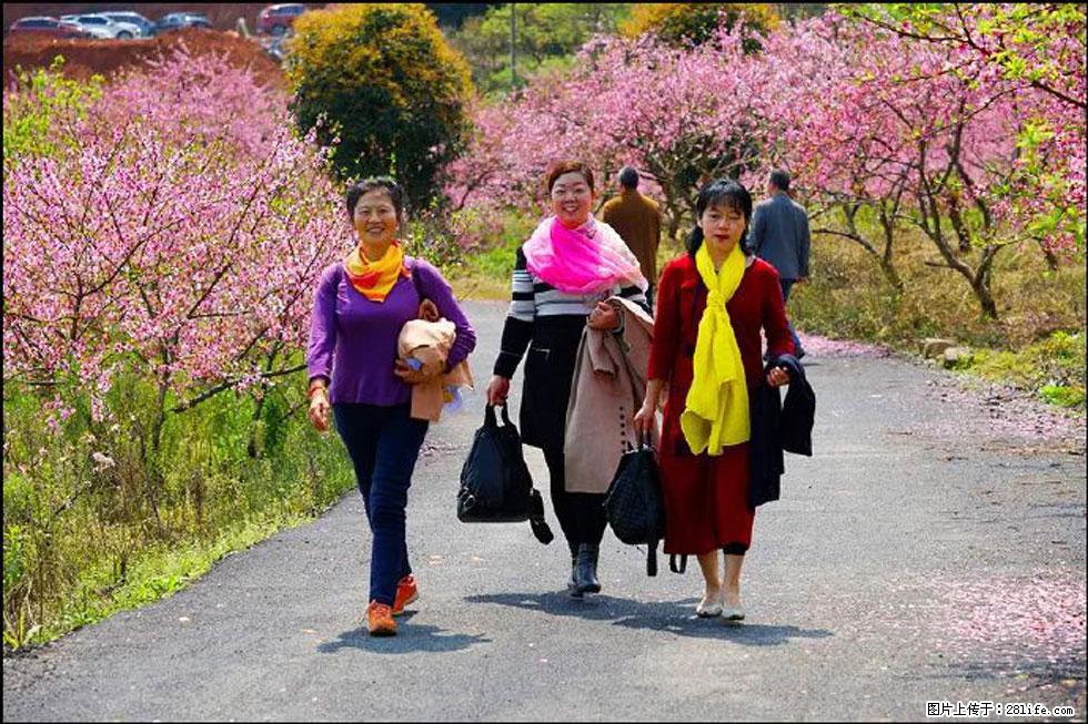 【春天，广西桂林灌阳县向您发出邀请！】官庄村有个醉美的桃花园 - 游山玩水 - 海东生活社区 - 海东28生活网 haidong.28life.net