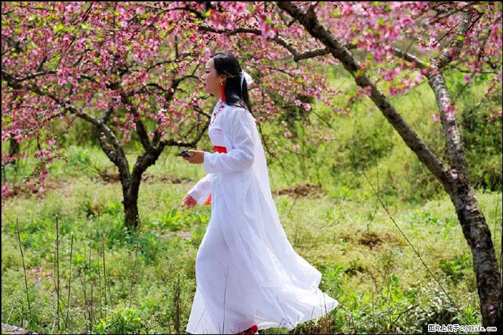 【春天，广西桂林灌阳县向您发出邀请！】官庄村有个醉美的桃花园 - 游山玩水 - 海东生活社区 - 海东28生活网 haidong.28life.net
