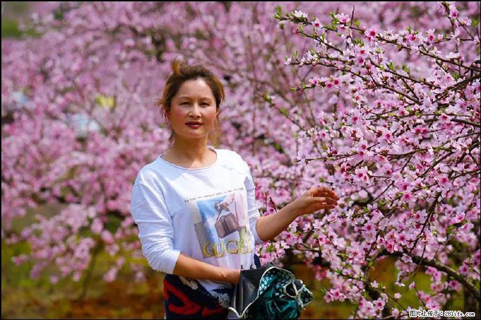 【春天，广西桂林灌阳县向您发出邀请！】官庄村有个醉美的桃花园 - 游山玩水 - 海东生活社区 - 海东28生活网 haidong.28life.net