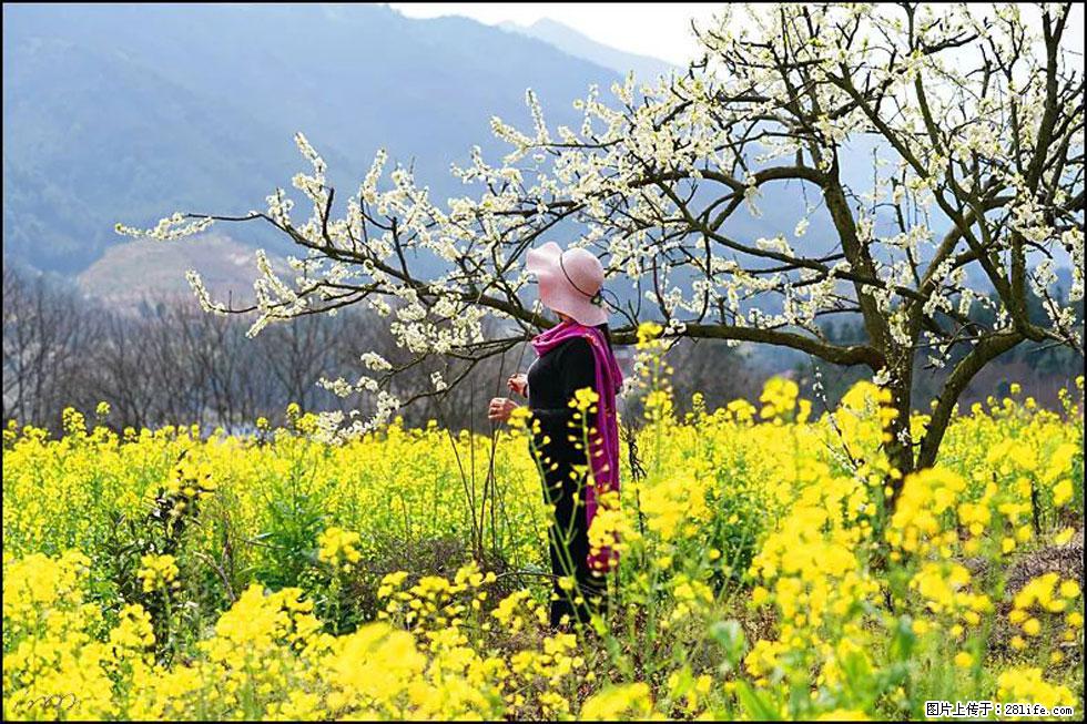 【春天，广西桂林灌阳县向您发出邀请！】长坪村油菜盛情花开 - 游山玩水 - 海东生活社区 - 海东28生活网 haidong.28life.net
