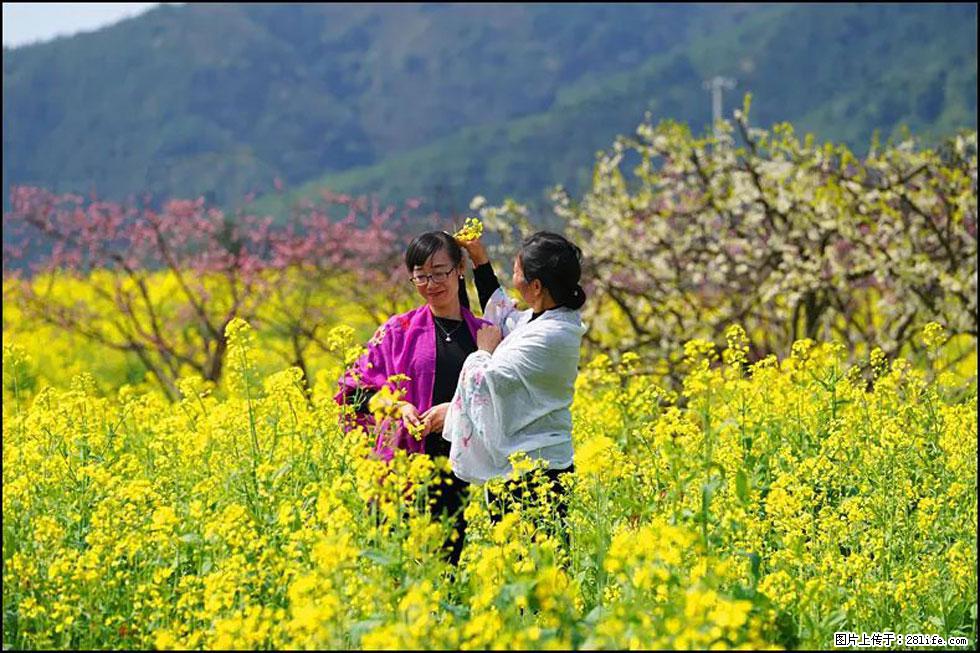 【春天，广西桂林灌阳县向您发出邀请！】长坪村油菜盛情花开 - 游山玩水 - 海东生活社区 - 海东28生活网 haidong.28life.net