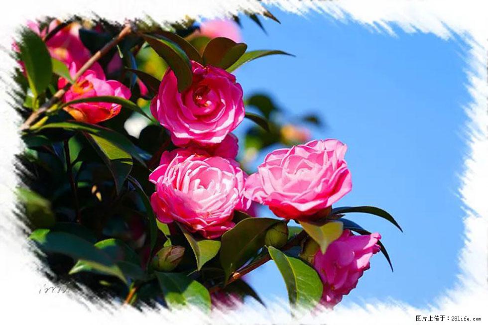 【春天，广西桂林灌阳县向您发出邀请！】杨柳井茶花惹人爱 - 游山玩水 - 海东生活社区 - 海东28生活网 haidong.28life.net