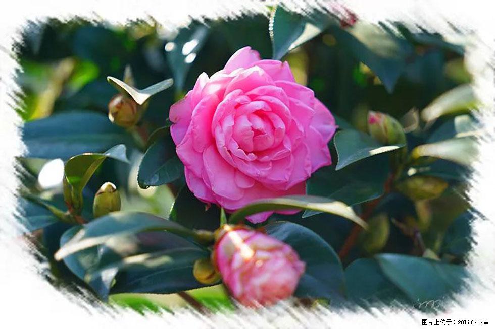【春天，广西桂林灌阳县向您发出邀请！】杨柳井茶花惹人爱 - 游山玩水 - 海东生活社区 - 海东28生活网 haidong.28life.net