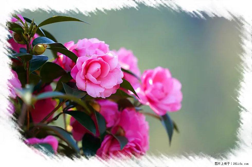 【春天，广西桂林灌阳县向您发出邀请！】杨柳井茶花惹人爱 - 游山玩水 - 海东生活社区 - 海东28生活网 haidong.28life.net