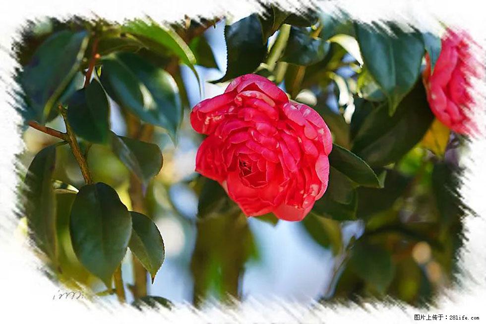 【春天，广西桂林灌阳县向您发出邀请！】杨柳井茶花惹人爱 - 游山玩水 - 海东生活社区 - 海东28生活网 haidong.28life.net