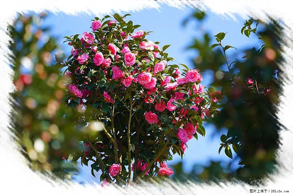 【春天，广西桂林灌阳县向您发出邀请！】杨柳井茶花惹人爱 - 游山玩水 - 海东生活社区 - 海东28生活网 haidong.28life.net