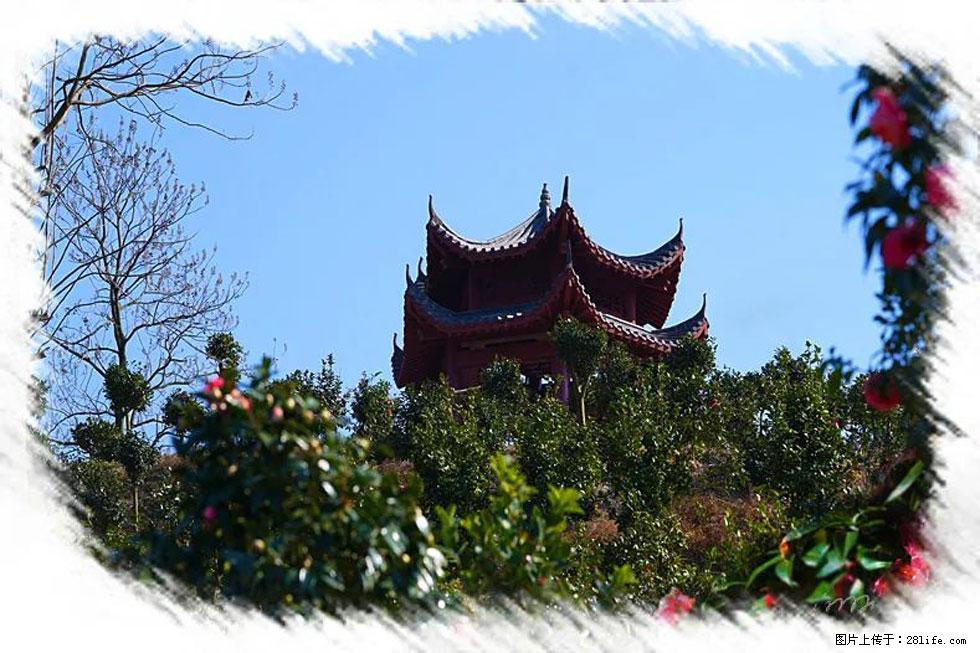 【春天，广西桂林灌阳县向您发出邀请！】杨柳井茶花惹人爱 - 游山玩水 - 海东生活社区 - 海东28生活网 haidong.28life.net