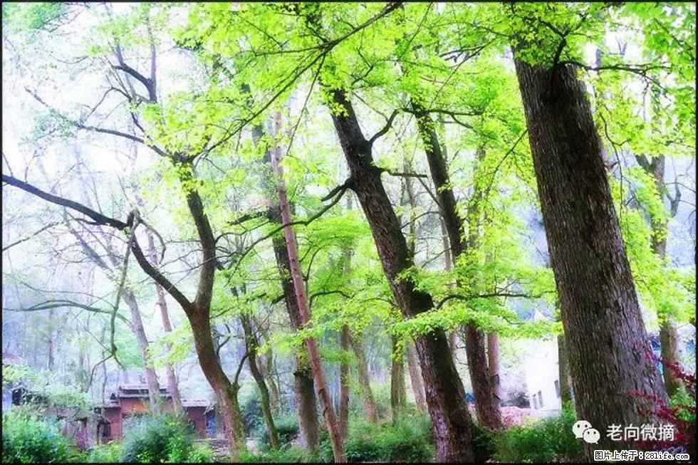 【春天,广西桂林灌阳县向您发出邀请!】在小龙村与春天约会 - 游山玩水 - 海东生活社区 - 海东28生活网 haidong.28life.net