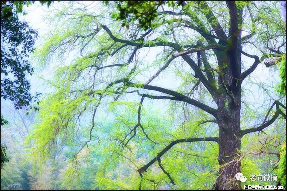 【春天,广西桂林灌阳县向您发出邀请!】在小龙村与春天约会 - 游山玩水 - 海东生活社区 - 海东28生活网 haidong.28life.net