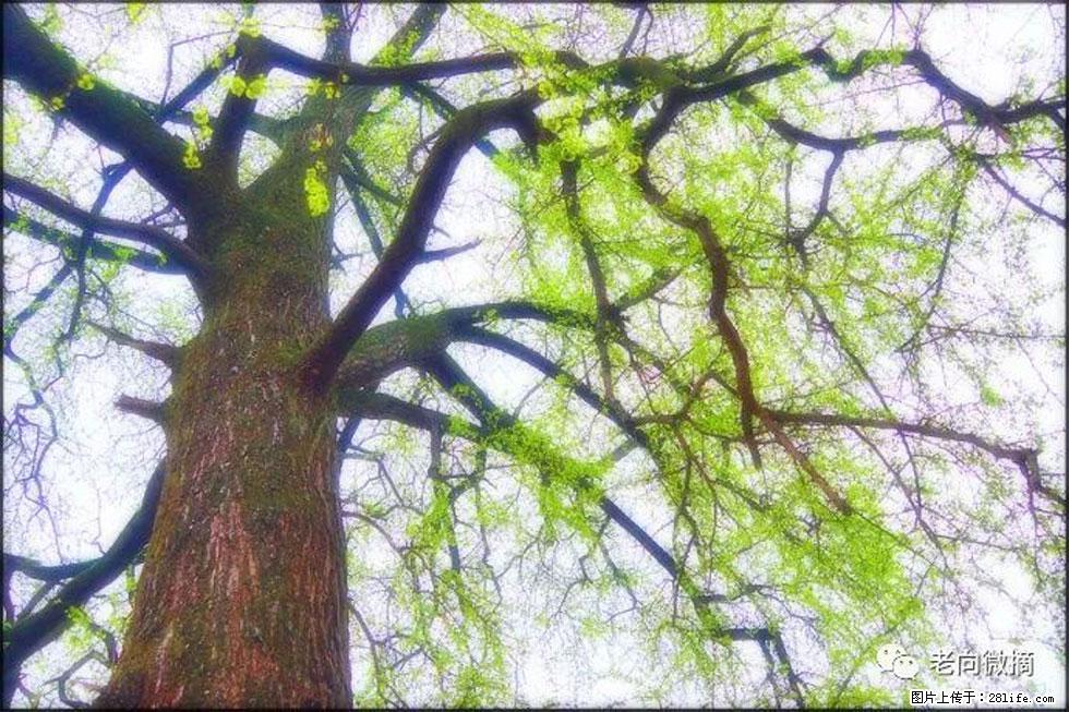 【春天,广西桂林灌阳县向您发出邀请!】在小龙村与春天约会 - 游山玩水 - 海东生活社区 - 海东28生活网 haidong.28life.net