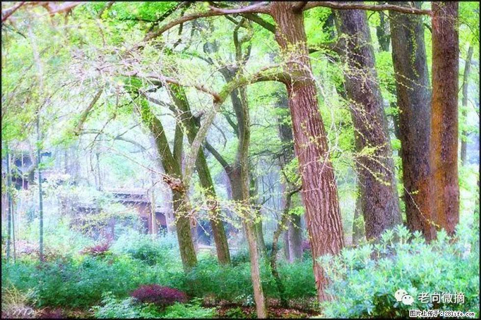 【春天,广西桂林灌阳县向您发出邀请!】在小龙村与春天约会 - 游山玩水 - 海东生活社区 - 海东28生活网 haidong.28life.net