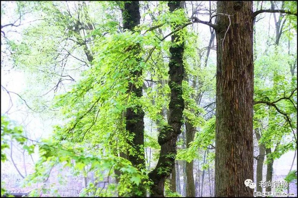 【春天,广西桂林灌阳县向您发出邀请!】在小龙村与春天约会 - 游山玩水 - 海东生活社区 - 海东28生活网 haidong.28life.net
