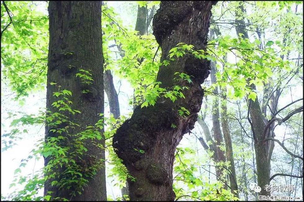 【春天,广西桂林灌阳县向您发出邀请!】在小龙村与春天约会 - 游山玩水 - 海东生活社区 - 海东28生活网 haidong.28life.net