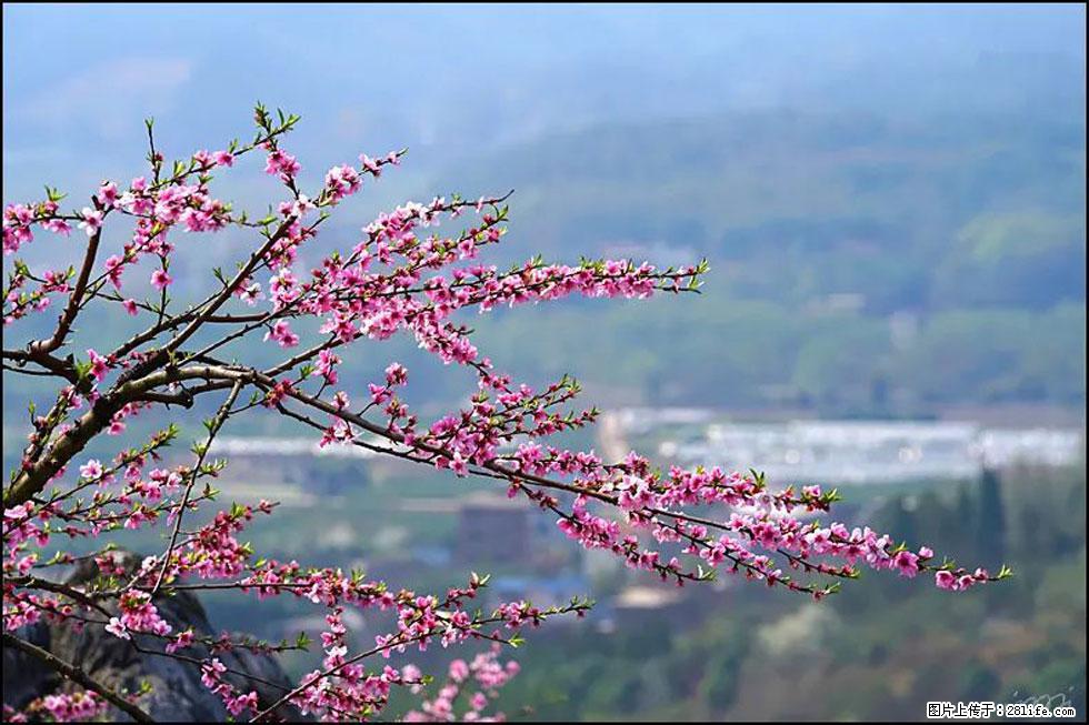 【春天，广西桂林灌阳县向您发出邀请！】望月岭上桃花开 - 游山玩水 - 海东生活社区 - 海东28生活网 haidong.28life.net