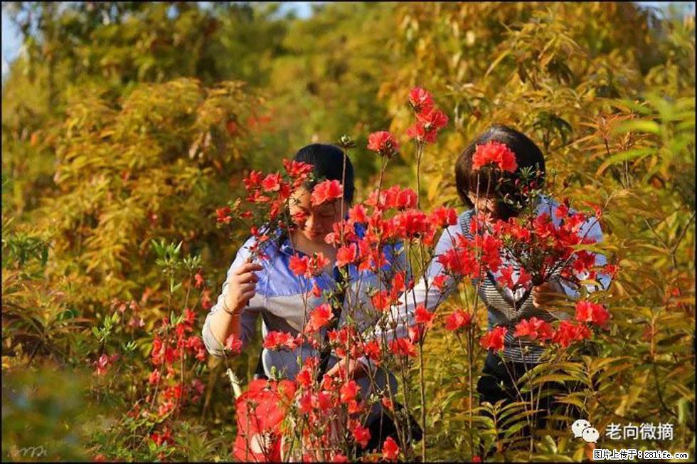 【春天，广西桂林灌阳县向您发出邀请！】登麒麟山，相约映山红 - 游山玩水 - 海东生活社区 - 海东28生活网 haidong.28life.net