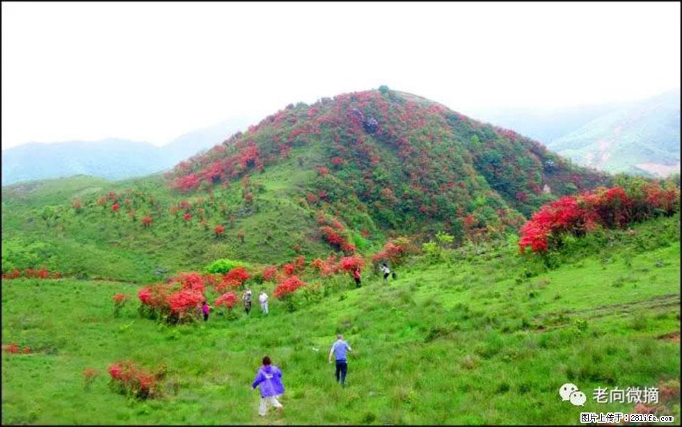 【春天,广西桂林灌阳县向您发出邀请!】宝盖山上映山红 - 游山玩水 - 海东生活社区 - 海东28生活网 haidong.28life.net