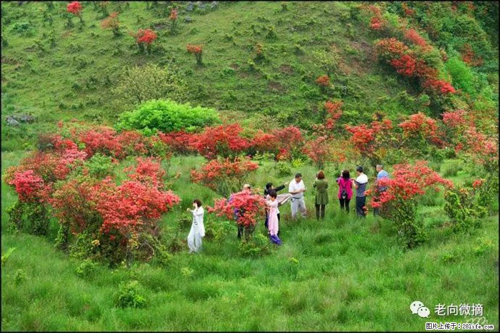 【春天,广西桂林灌阳县向您发出邀请!】宝盖山上映山红 - 游山玩水 - 海东生活社区 - 海东28生活网 haidong.28life.net