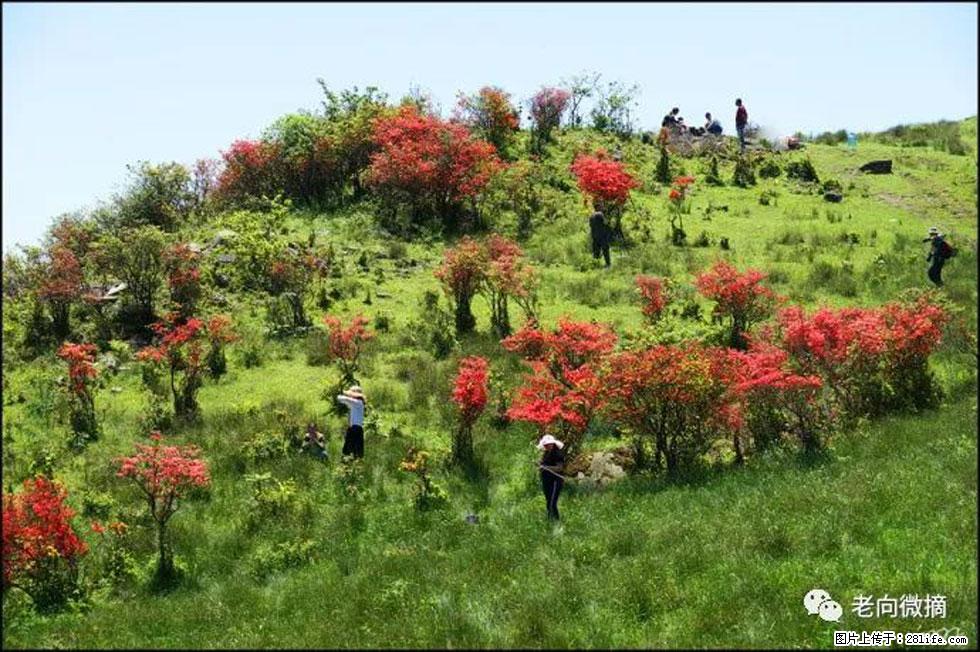 【春天,广西桂林灌阳县向您发出邀请!】宝盖山上映山红 - 游山玩水 - 海东生活社区 - 海东28生活网 haidong.28life.net