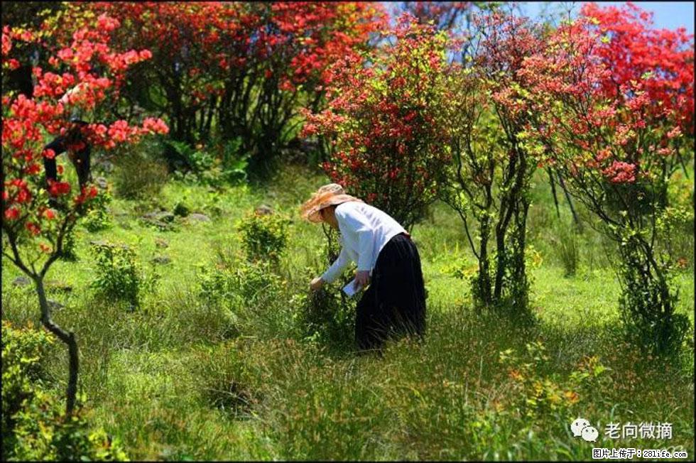 【春天,广西桂林灌阳县向您发出邀请!】宝盖山上映山红 - 游山玩水 - 海东生活社区 - 海东28生活网 haidong.28life.net