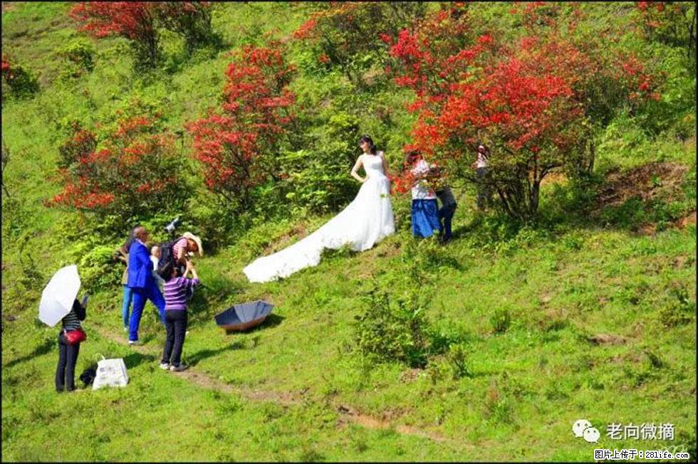 【春天,广西桂林灌阳县向您发出邀请!】宝盖山上映山红 - 游山玩水 - 海东生活社区 - 海东28生活网 haidong.28life.net