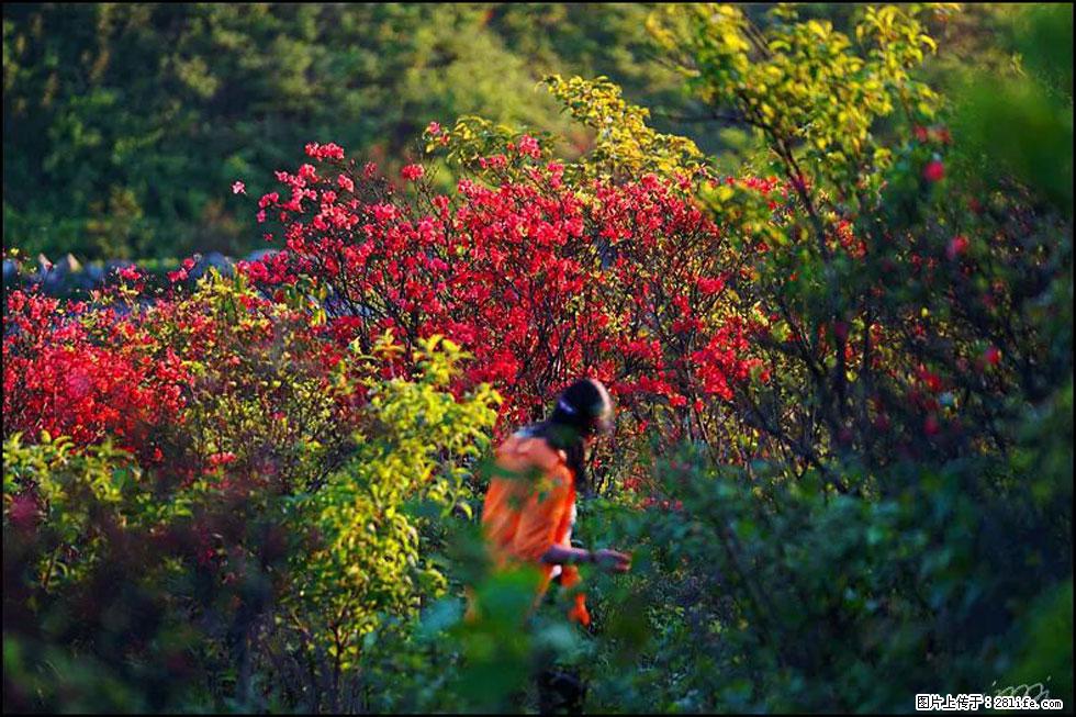 【春天，广西桂林灌阳县向您发出邀请！】春木界上映山红 - 游山玩水 - 海东生活社区 - 海东28生活网 haidong.28life.net