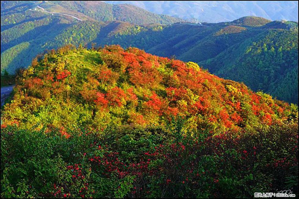【春天，广西桂林灌阳县向您发出邀请！】春木界上映山红 - 游山玩水 - 海东生活社区 - 海东28生活网 haidong.28life.net