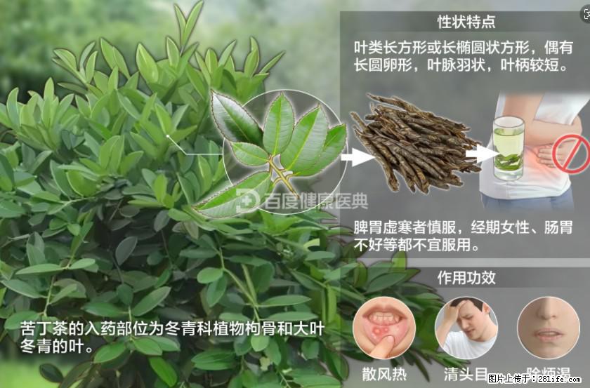 苦丁茶有哪些功效和作用 - 生活百科 - 海东生活社区 - 海东28生活网 haidong.28life.net
