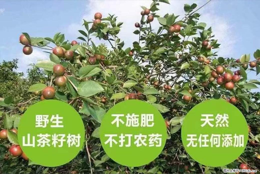 【灌阳县油茶产业示范区】一个有着充实的精神生活的人，对待身外之物自会有一种淡泊的态度 - 美食天地 - 海东生活社区 - 海东28生活网 haidong.28life.net