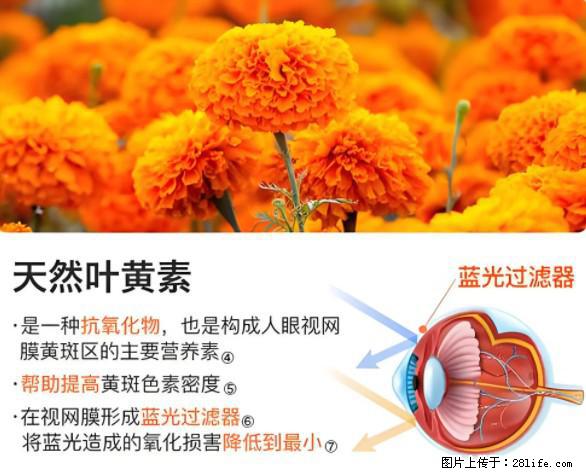 叶黄素有什么功效和作用 - 生活百科 - 海东生活社区 - 海东28生活网 haidong.28life.net