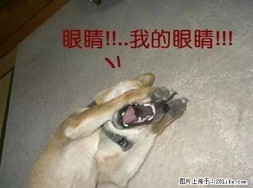 笑癫了！一女的怀孕三年未生，他终于忍不住了... - 娱乐八卦 - 海东生活社区 - 海东28生活网 haidong.28life.net