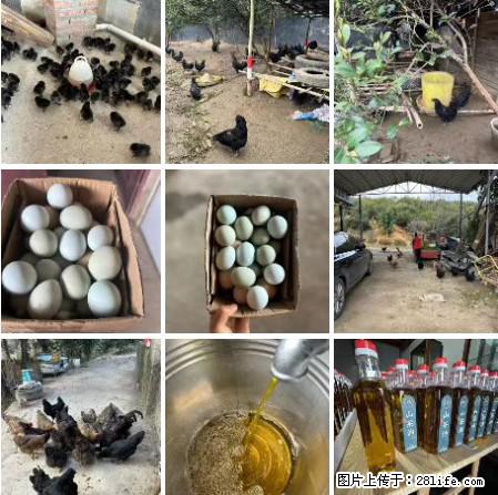 油茶园从小鸡仔开始养起的纯土鸡、土鸡蛋可以预定啦！还有前几天刚榨的纯山茶油哦 - 土特产 - 饮食特产 - 海东分类信息 - 海东28生活网 haidong.28life.net