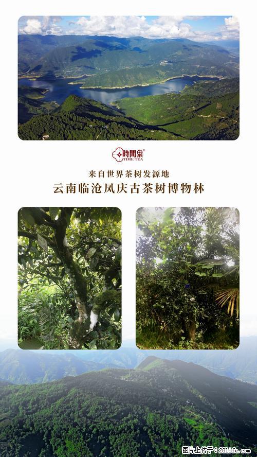 时间果百年古树2025年春红茶 - 购物交流 - 海东生活社区 - 海东28生活网 haidong.28life.net
