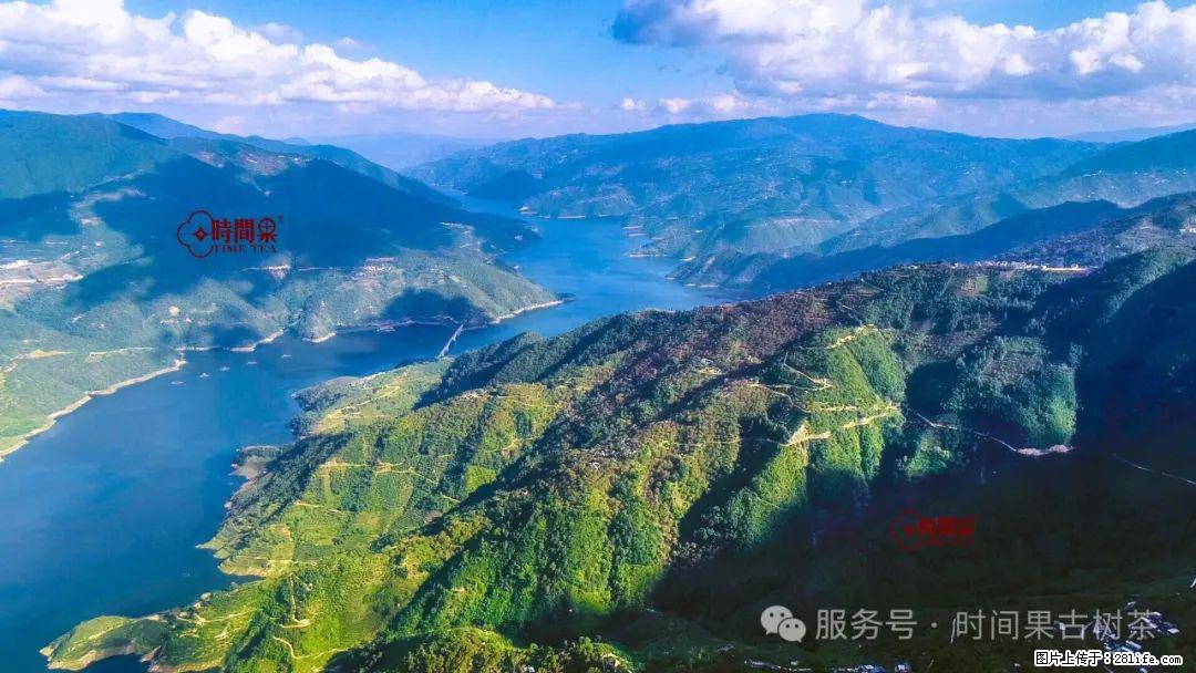 时间果百年古树龙珠普洱生茶 - 购物交流 - 海东生活社区 - 海东28生活网 haidong.28life.net