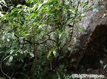 平乐石崖茶，珍贵仅次于金花茶 - 海东生活资讯 - 海东28生活网 haidong.28life.net
