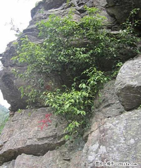 平乐石崖茶，珍贵仅次于金花茶 - 海东生活资讯 - 海东28生活网 haidong.28life.net