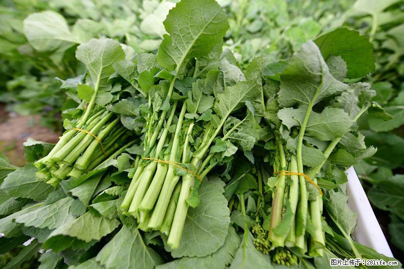 这些蔬菜是“天然钙片”，这6种被医生重点推荐 - 海东生活资讯 - 海东28生活网 haidong.28life.net